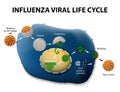 Influenza Virus Replication Cycle Royalty Free Stock Photo