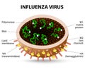 Influenza virus.