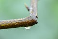 The influx of pods on a bare twig Royalty Free Stock Photo