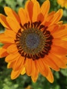 Infocus of an orange sunflower with purple middle with