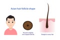 Asian hair follicle shape vector illustration. Royalty Free Stock Photo
