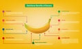 Benefits of ripe banana Infographic about nutrients in banana Fruit and agriculture vector illustration nutrition and healthy food