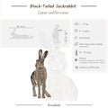 Infographic of a Black-Tailed Jackrabbit.