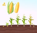 Infographic corn planting. Planting process. Growing stages. Seedling plant. Seeds grow on the ground. Corn grow