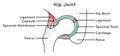 Infographic diagram of hip joint anatomy with parts labeled