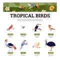 Infographic about different tropical birds with names flat style Royalty Free Stock Photo