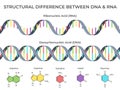 Infographic DNA and RNA spiral. Ribonucleic vs deoxyribonucleic acid structure, genetic structure and scientific vector Royalty Free Stock Photo