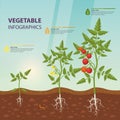 Tomato infographic for growing stages.