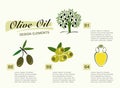 Infographic get olive oil. Pictures for four steps, the olive tr