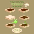 Infographic how to grow microgreens at home. Six steps to grow microgreen in a box with soil. Packaging Design