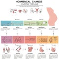 Infographic illustrating the stages of hormonal changes during pregnancy. Features diagrams and Royalty Free Stock Photo