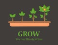 Infographic of planting tree. Seedling gardening plant. Royalty Free Stock Photo