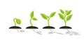 Infographic of planting tree. Seedling gardening plant. Seeds sprout in ground. Sprout, plant, tree growing agriculture icons.