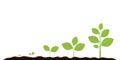 Infographic of planting tree. Seedling gardening plant. Seeds sprout in ground. Sprout, plant, tree growing agriculture icons. Royalty Free Stock Photo
