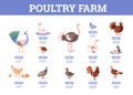 Infographic about poultry farm flat style, vector illustration Royalty Free Stock Photo