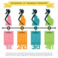 infographic of pregnancy trimesters. Vector illustration decorative design