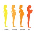 Infographic of pregnant woman in different period