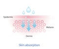 Infographic of skin absorption vector.