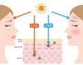 Infographic skin illustration. the difference between UVA and UVB rays penetration