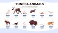 Infographic about tundra animals with names flat style, vector illustration