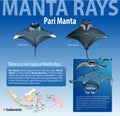 Infographic various type of Manta rays