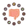 Infographica of Intestines with microbiota Royalty Free Stock Photo