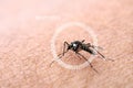 Infographics Circles and warning Mosquitoes are spread on human skin to suck blood. People who get mosquitoes or mosquito bites. W Royalty Free Stock Photo