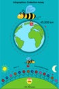 Infographics. Collection honey