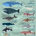 Infographics of giant inhabitants of the sea depths Royalty Free Stock Photo