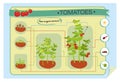 Infographics growing tomato Royalty Free Stock Photo