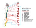 Infographics scheme of anatomical structure of human nervous system.