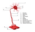 Infographics scheme of structure of neural connections from human anatomy.