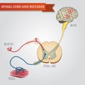 Infographics spinal cord and reflexes. Central nervous system Royalty Free Stock Photo