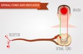 Infographics spinal cord and reflexes. Central nervous system. H