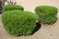 Informal Hedge with Silver Senna Shrubs in Xeriscaping