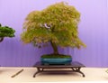 An informal upright Acer Dissectum bonsai on show in Belfast Northern Ireland