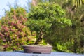 Informal upright Cedrus Libani bonsai