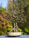 Informal upright Cotoneaster Franchetti bonsai