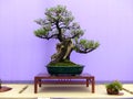 An informal upright Escallonia bonsai on a beautiful mahogany display table on show in Belfast Northern Ireland