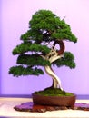 An informal upright Juniper bonsai on show in Belfast Northern Ireland