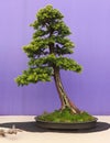 An informal upright Larch bonsai on show in Belfast Northern Ireland