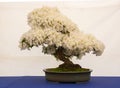 An informal upright Satsuki Azalea bonsai on display in Belfast Northern Ireland