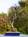 Informal upright Silver Birch bonsai in development