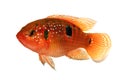 Information File name: Jewel cichlid Hemichromis bimaculatus aquarium fish Royalty Free Stock Photo