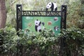 Information about pandas , Chengdu Zoo, China