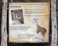 Information plaque for Klipspringer, a small antelope excellent at climbing and jumping on slippery rocks