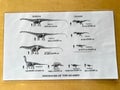 An informational sheet explaining the Dinosaur fossils found at Dinosaur National Monument near Vernal, UT