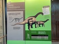 An informational sign telling about the Ancient Camarasaurus Dinosaur bones embedded in rock in an exhibit at Dinosaur National