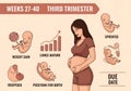 Third Trimester of Pregnancy: Development and Stages Royalty Free Stock Photo