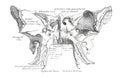 Informative illustration of the human ethmoid bone